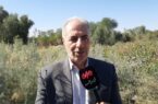 احمدی: ۳۵۰ میلیون اصله نهال در کشور غرس شده است
