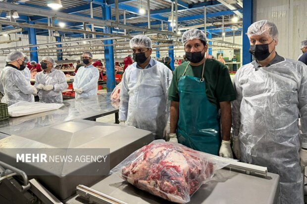 حسینی: سیستان‌ و بلوچستان یکی از محورهای تأمین گوشت قرمز کشور است