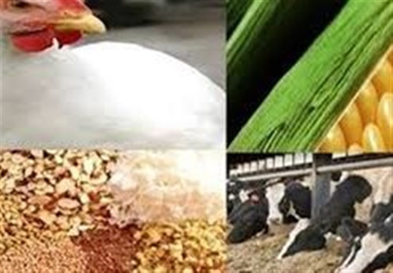 سهمیه دی نهادهها به زودی در بازارگاه بارگذاری میشود