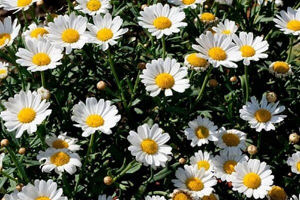 عزیزان: سطح زیر کشت گیاهان دارویی در ایلام ۲۶۰ هکتار است