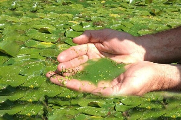 پرورش جلبک؛ ظرفیت نوین چابهار برای توسعه اقتصاد دریا محور