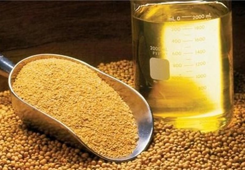 پیش بینی تولید ۴۰۰ هزار تن دانههای روغنی