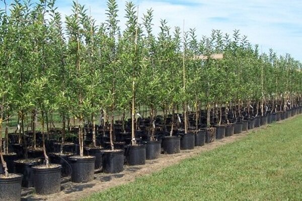 چالش خشکسالی در طرح ملی کاشت یک میلیارد درخت؛ «پساب» به کمک می‌آید