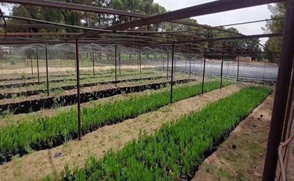 چالش خشکسالی در طرح ملی کاشت یک میلیارد درخت؛ «پساب» به کمک می‌آید