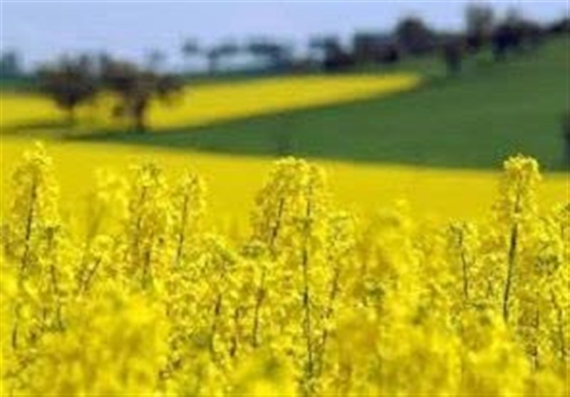 سد بزرگ ارز ترجیحی بر تولید داخل نهادههای دامی برداشته شد