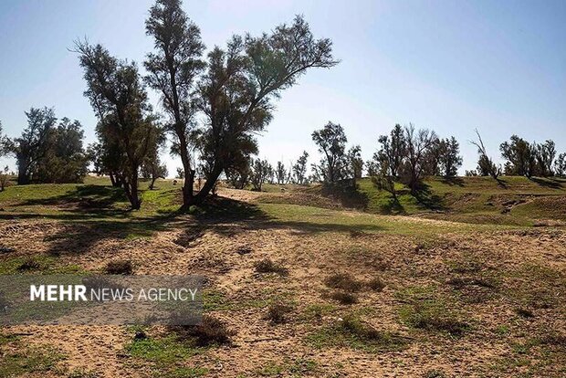گمبوعه؛ از جنگل دست‌کاشت تا الگوی توسعه سبز در خوزستان