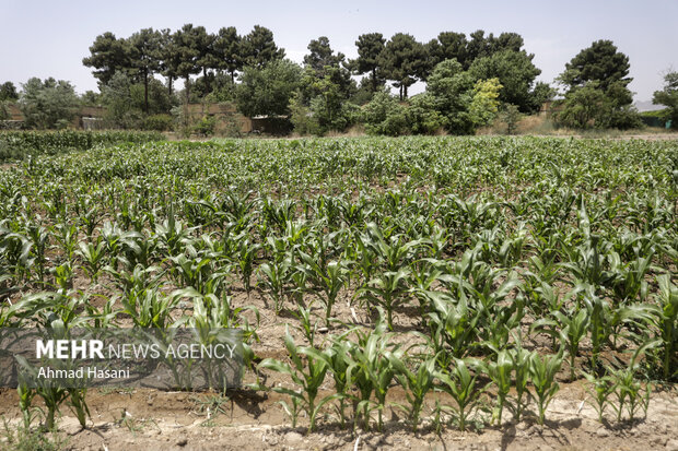 بهرهبرداری از ۲۰۴ پروژه منابع طبیعی و آبخیزداری بهزودی