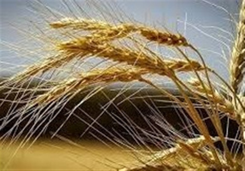 تقویت امنیت غذایی کشور با بومیسازی بذرهای راهبردی