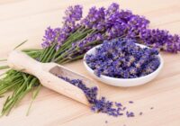 خواص شگفت‌انگیز لاوندر یا همان اسطوخودوس برای جسم و روان که بعد از مصرف نصیبتان می شود