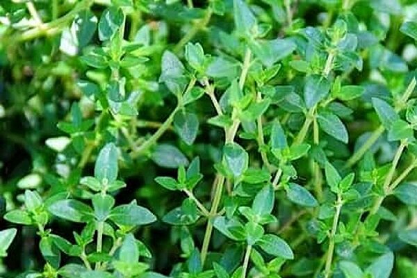 فرآوری گیاهان دارویی؛ موتور اشتغال پایدار در سیستان و بلوچستان