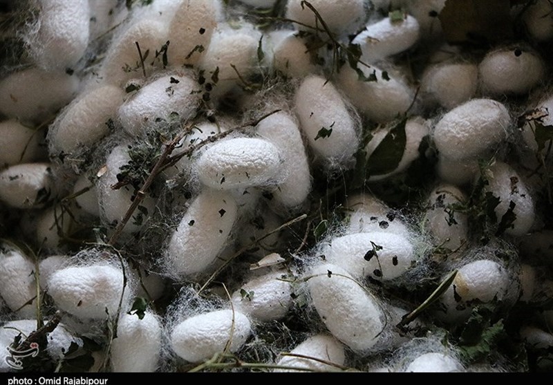 قیمت مصوب پیله تر ابریشم برای سال ۱۴۰۵ اعلام شد