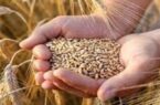 نرخ خرید تضمینی گندم به فوریت اصلاح می‌شود