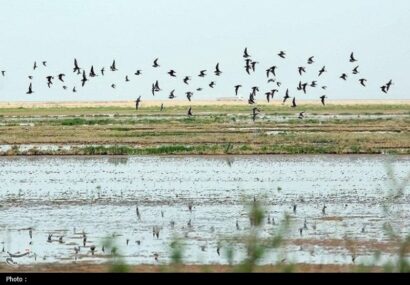پایش ۲۰ سال داده تالاب‌های کشور با هوش مصنوعی آغاز می‌شود