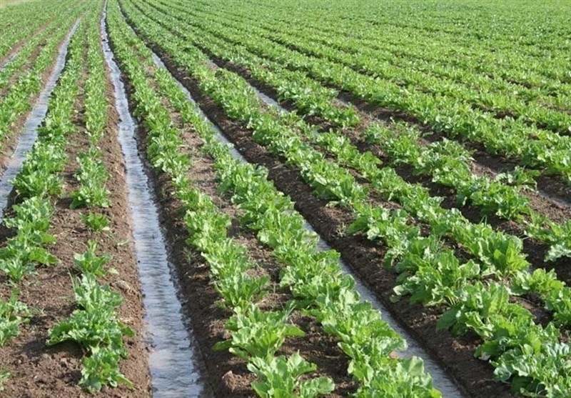 ۱۳.۵ میلیون هکتار از اراضی کشور رفع تداخل شد