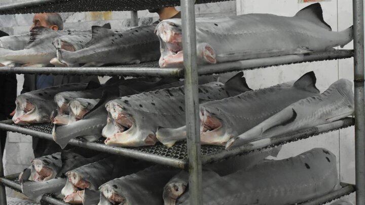 ۲.۵ میلیون ماهی تازه از مازندران صادر شده است 