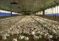 آغاز ارائه تسهیلات نقدی به تولیدکنندگان دام و طیور خرد از امروز