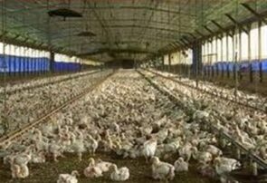 آغاز ارائه تسهیلات نقدی به تولیدکنندگان دام و طیور خرد از امروز