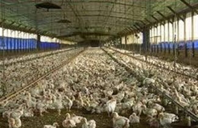 آغاز ارائه تسهیلات نقدی به تولیدکنندگان دام و طیور خرد از امروز