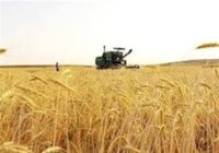 آغاز خرید تضمینی گندم با پرداخت علی الحساب