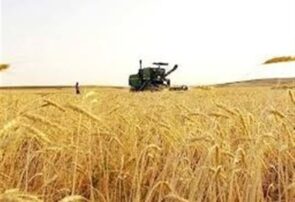 آغاز خرید تضمینی گندم با پرداخت علی الحساب