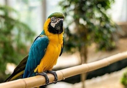 انتقال موقت پرندگان لویزان به نمک‌آبرود