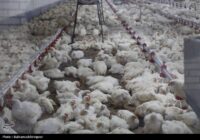 تداوم چرخش زنجیره تامین صنعت دام و طیور تداوم چرخش زنجیره تامین صنعت دام و طیور