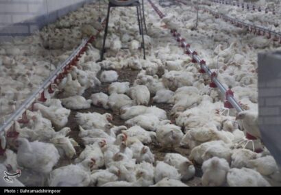 تداوم چرخش زنجیره تامین صنعت دام و طیور تداوم چرخش زنجیره تامین صنعت دام و طیور