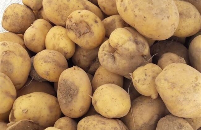 قیمت سیب زمینی کاهش یافت