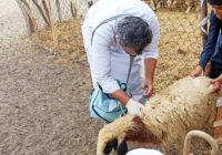 آغاز فاز اجرایی واکسیناسیون دام در روستاهای سقز