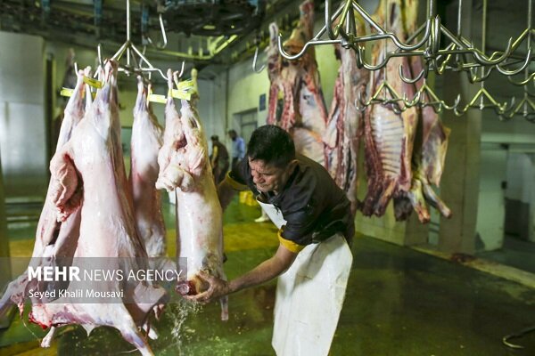 آمار کشتار دام کشتارگاه‌های رسمی کشور منتشر شد