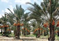 آیین‌های سنتی نخل‌داران سیستان و بلوچستان؛ پیوند طبیعت با فرهنگ بومی