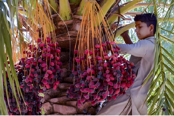 آیین‌های سنتی نخل‌داران سیستان و بلوچستان؛ پیوند طبیعت با فرهنگ بومی