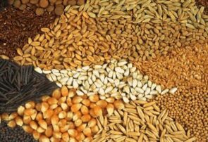 اجرای طرح «پایش مستمر کیفیت و کمیت خوراک آبزی» در لرستان