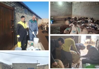 اجرای فاز نخست همزمان‌سازی فحلی در دام سبک بیجار؛ پوشش ۳۰۰ رأس دام