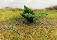 احیای اراضی رفع تصرف شده در سارال؛ بذرکاری در مراتع طیطاق به بار نشست