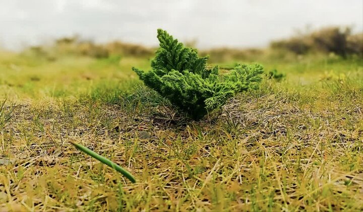 احیای اراضی رفع تصرف شده در سارال؛ بذرکاری در مراتع طیطاق به بار نشست