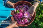 ادب فارسی و گل‌هایی که آن را آراسته‌اند؛ کدام گل در ادب فارسی «گل» است