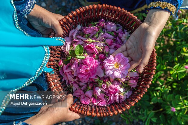 ادب فارسی و گل‌هایی که آن را آراسته‌اند؛ کدام گل در ادب فارسی «گل» است
