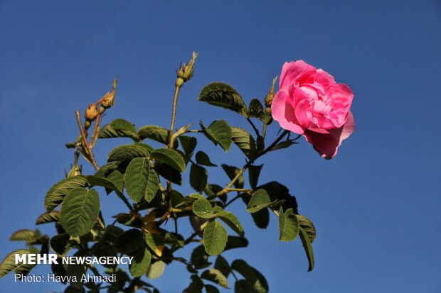 ادب فارسی و گل‌هایی که آن را آراسته‌اند؛ کدام گل در ادب فارسی «گل» است