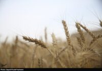ارز واردات گندم دوباره 28500 تومان شد