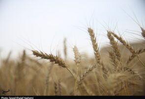 ارز واردات گندم دوباره ۲۸۵۰۰ تومان شد