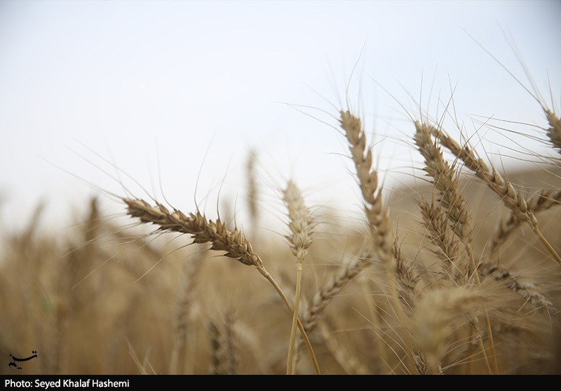 ارز واردات گندم دوباره ۲۸۵۰۰ تومان شد