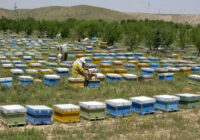 استان زنجان از قطب‌های مهم زنبورداری کشور به شمار می‌رود