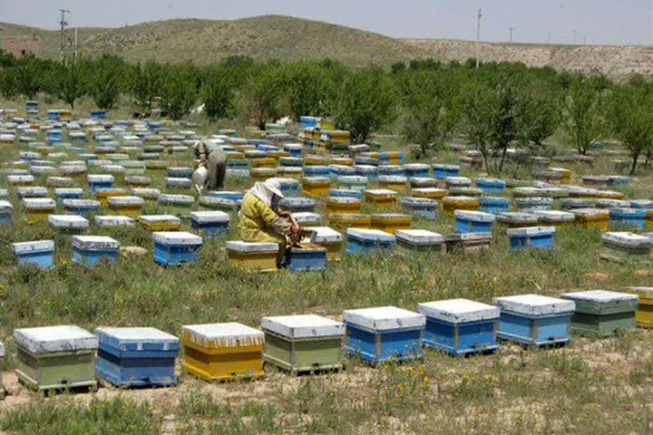 استان زنجان از قطب‌های مهم زنبورداری کشور به شمار می‌رود
