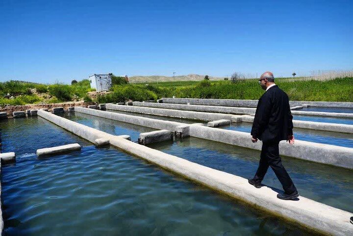 استاندار کرمانشاه: غرب استان قطب صادرات آبزیان به عراق می‌شود