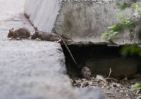 افزایش جمعیت موش‌ها در تهران؛ راهکار محیط زیست چیست؟