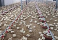 افزایش جوجه‌ریزی در سوادکوه نیازمند تأمین نهاده‌ها است