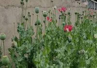 امحای ۱۲۰۰ بوته خشخاش در روستای چمن سوخته شهرستان بویراحمد 