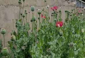 امحای ۱۲۰۰ بوته خشخاش در روستای چمن سوخته شهرستان بویراحمد 