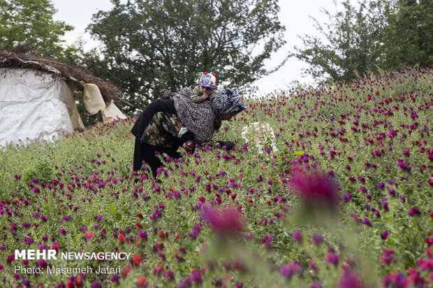 برداشت گل‌گاوزبان از باغات دیو رود رودسر آغاز شد
